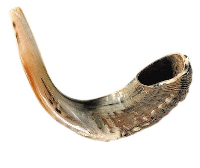 Shofar-Ram Horn (18"-19") (