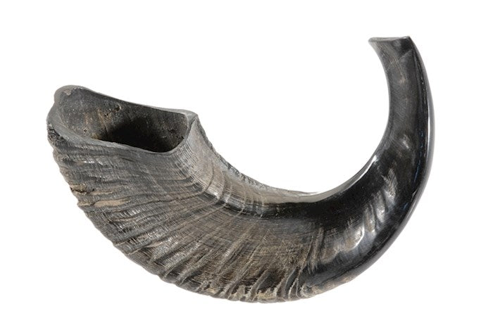 Shofar-Natural Curve Ram Horn (13"-14") (