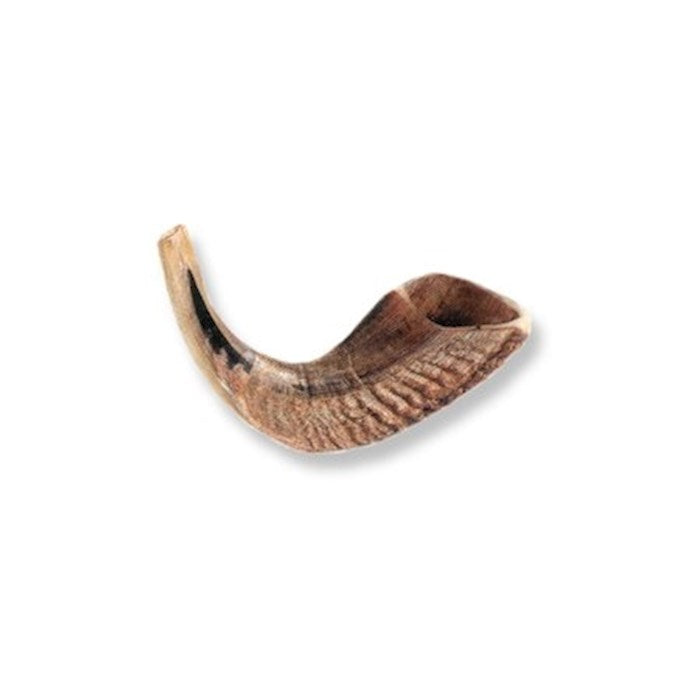 Shofar-Ram Horn-Size D (8"-10") (