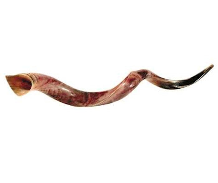 Shofar-Yemenite-Jumbo (39"-42") (