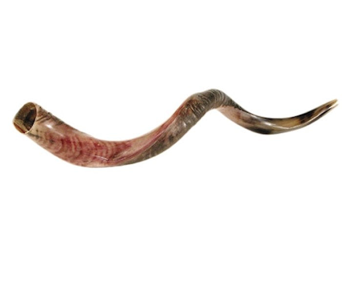 Shofar-Yemenite-Medium (32"-35") (