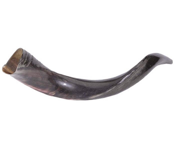 Shofar-Yemenite-Mini (20"-22") (