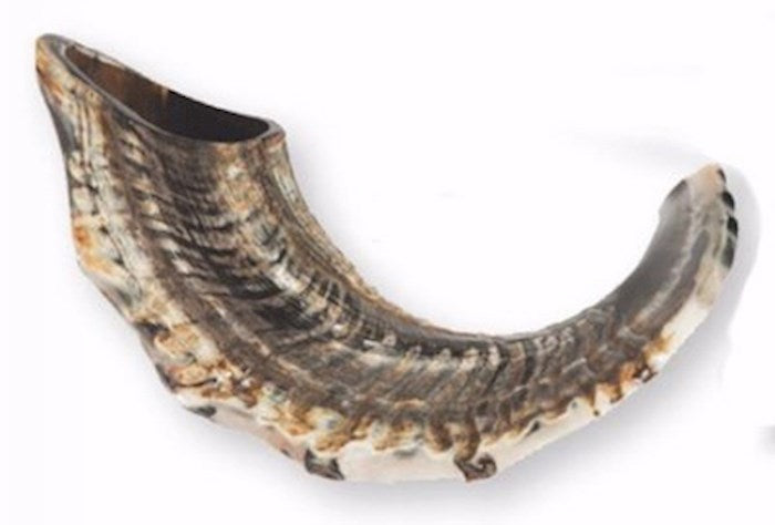 Shofar-Ram Horn Natural Curve (15"-17") (