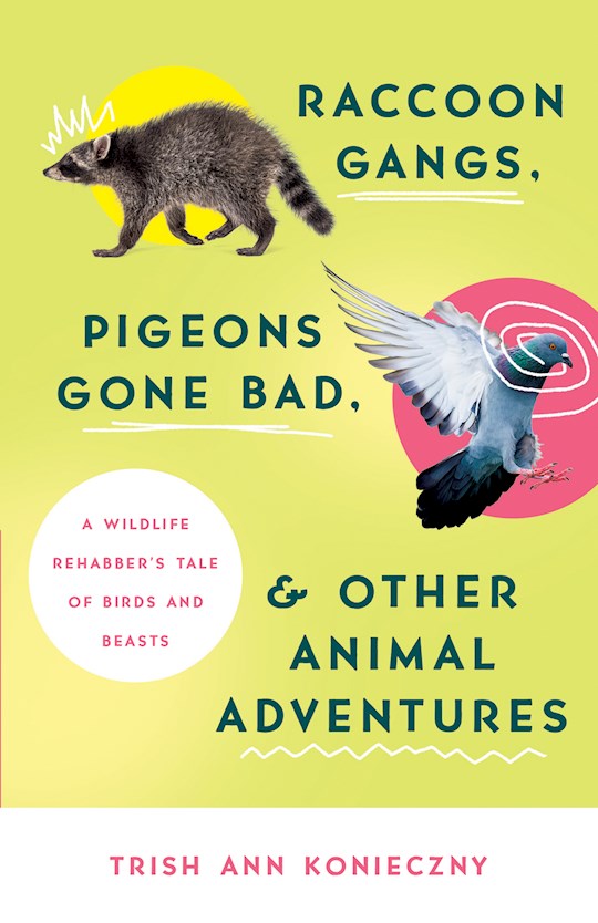 Raccoon Gangs Pigeons Gone Bad And Other Animal Adventures
