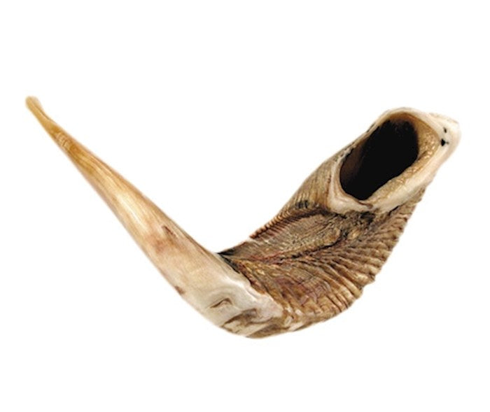 Shofar-Ram Horn (21"-23") (