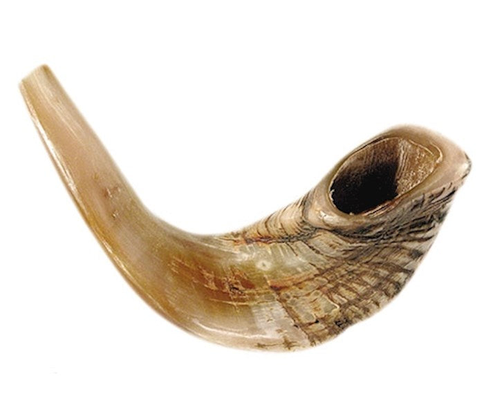 Shofar-Ram Horn (15&quot;-17&quot;) (