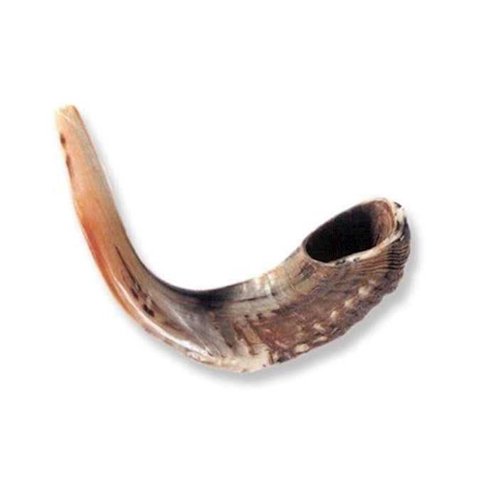 Shofar-Ram Horn (12&quot;-13&quot;) (