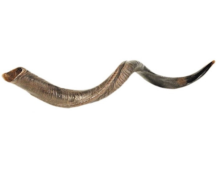 Shofar-Yemenite-Large (36&quot;-39&quot;) (