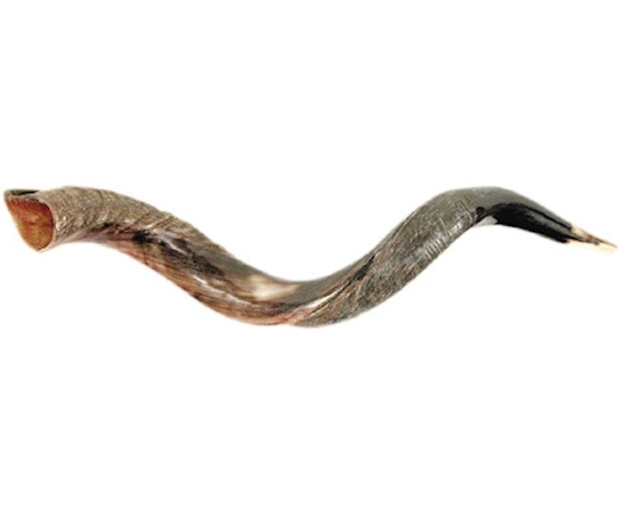 Shofar-Yemenite-Small (26&quot;-31&quot;) (