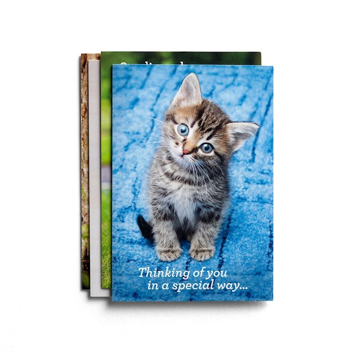 Boxed Card-Get Well: Whiskers And Paws (Box Of 12)-J3349